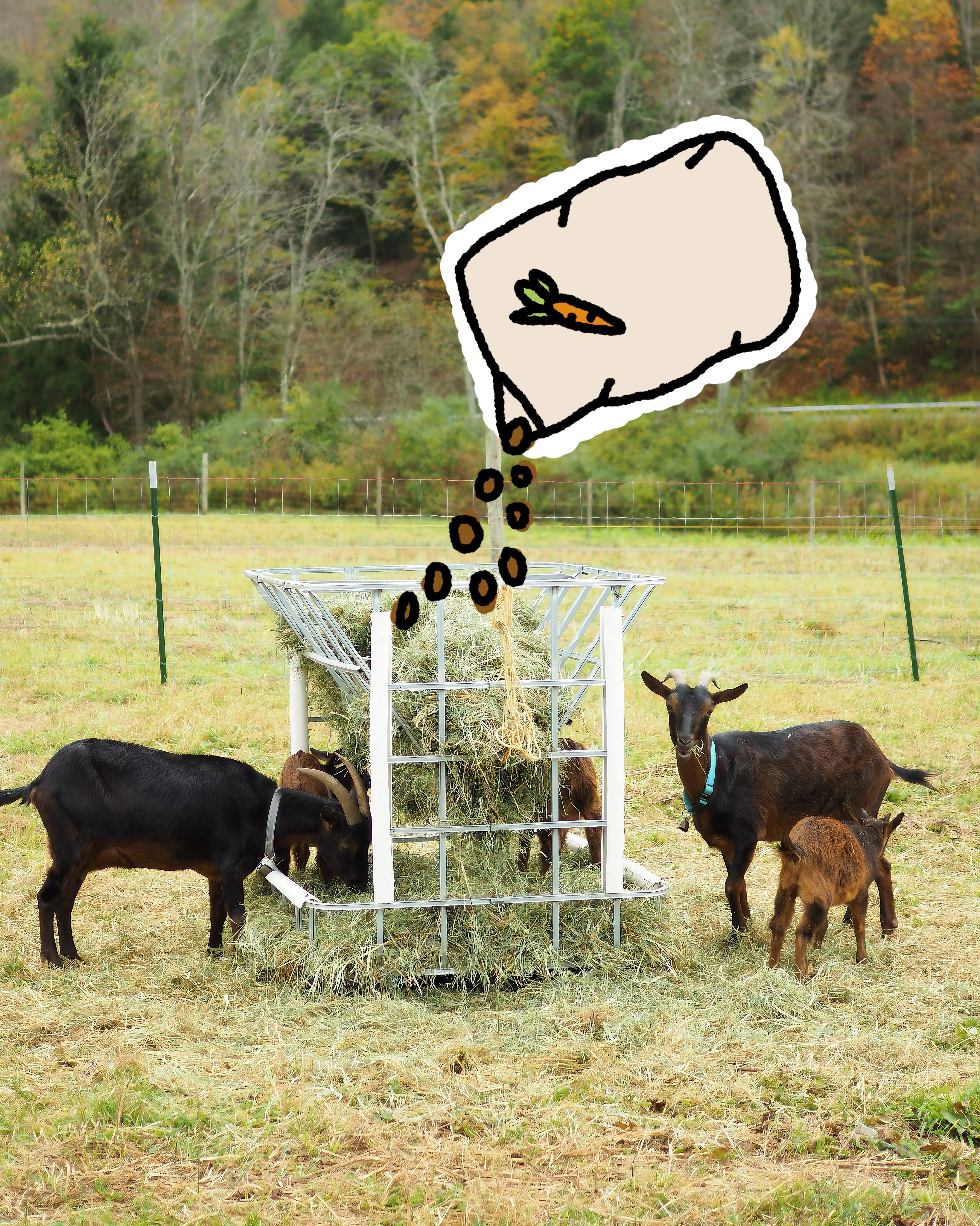 Treats for the Animals