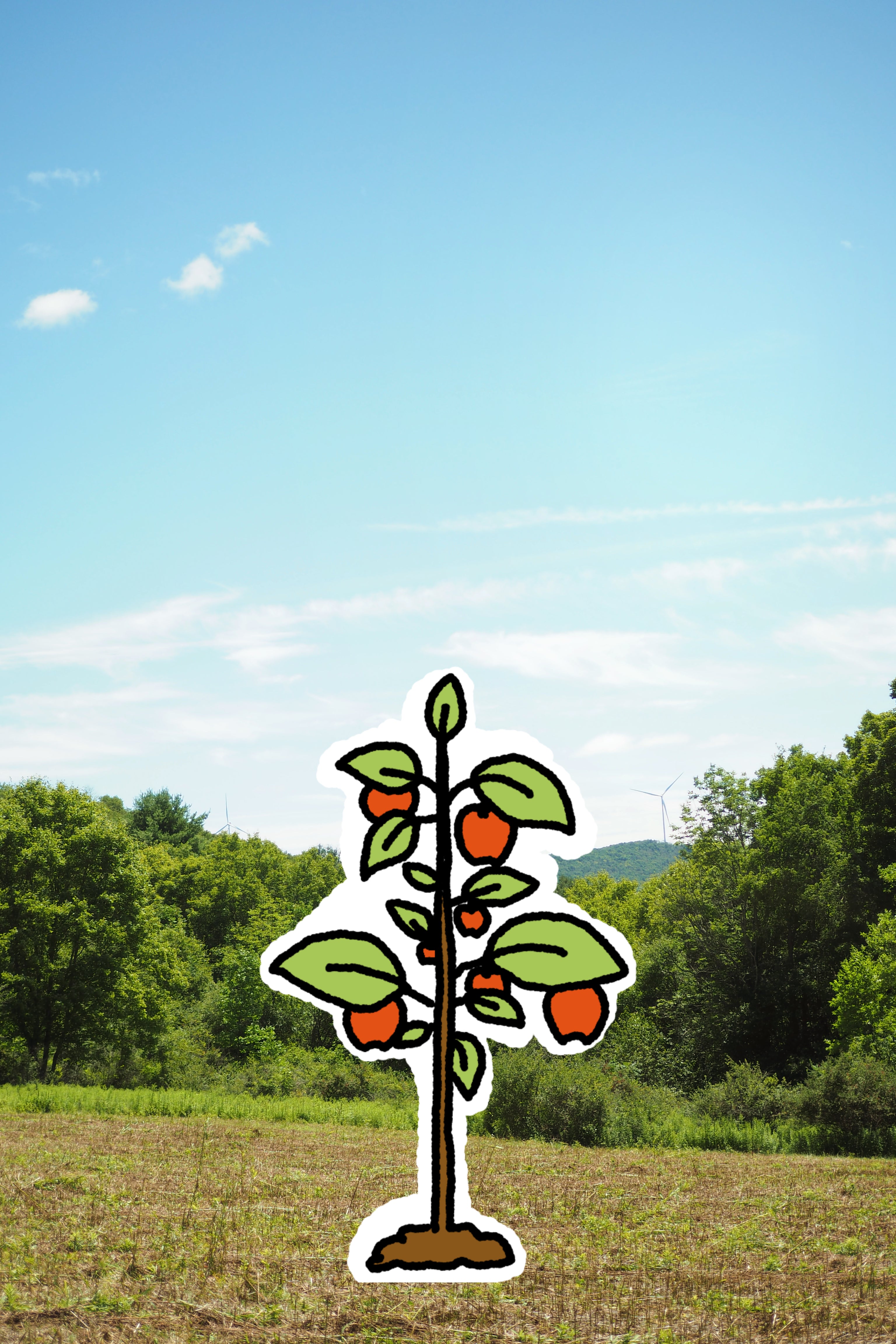 Fruit Tree in the Orchard