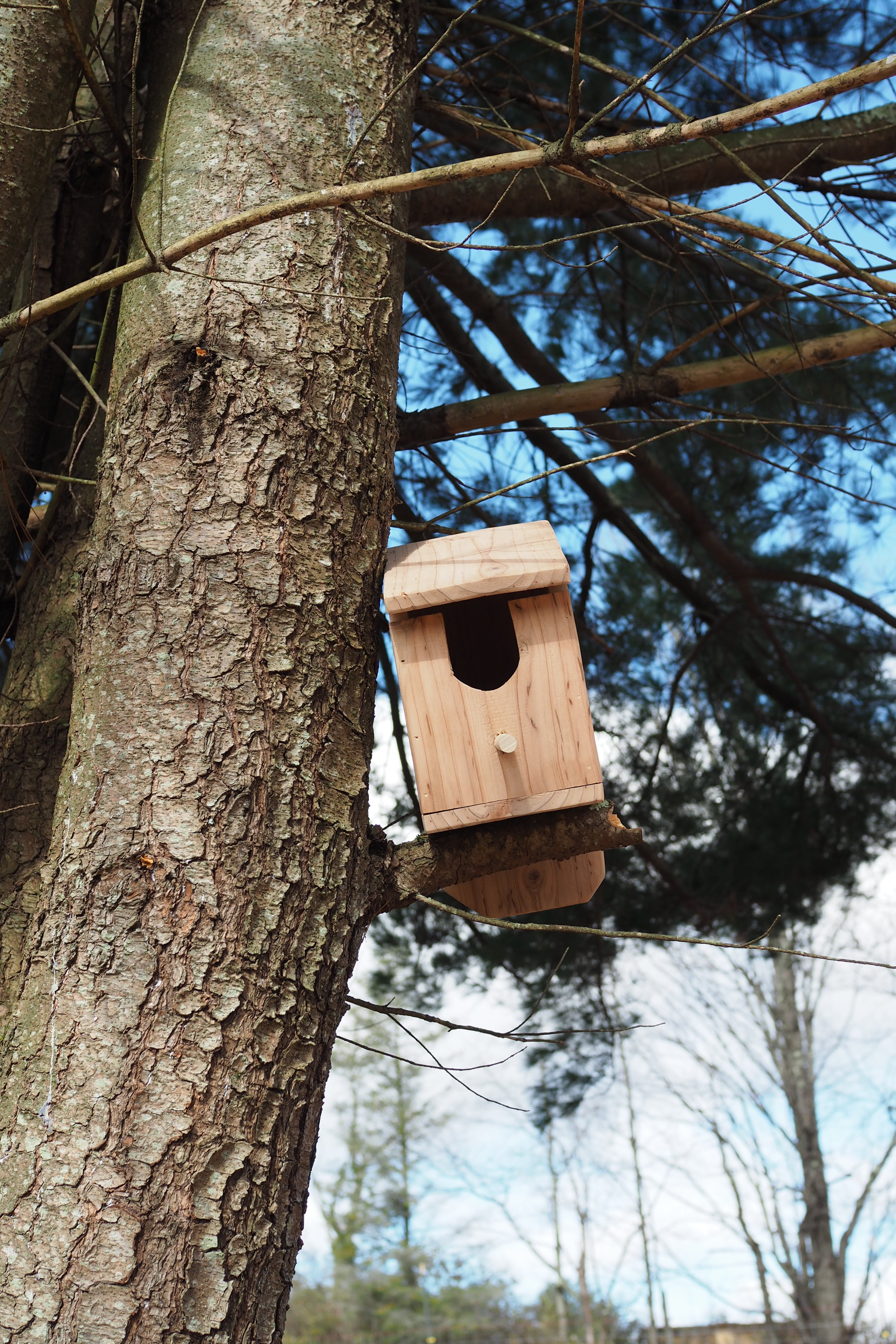 Birdhouse in the Meadow